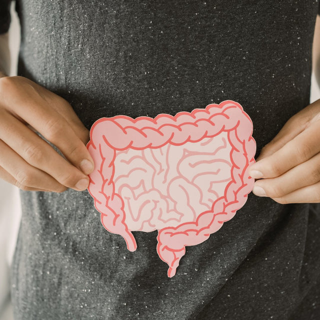 Probiotics and Gut Health: Understanding the Connection